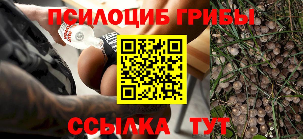 Галлюциногенные грибы Cubensis  Вход с VPN  Курганинск  Галлюциногенные грибы прущие грибы 